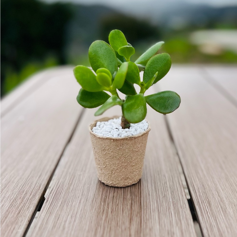 Rooted Jade Plant